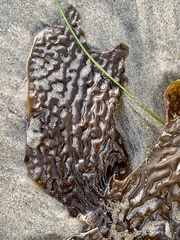 Eisenia arborea