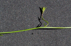 Wahlenbergia stricta stricta