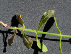 Wahlenbergia stricta stricta