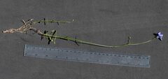 Wahlenbergia stricta stricta