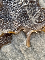 Eisenia arborea