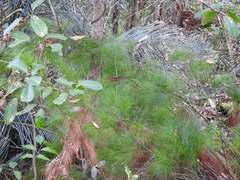 Caustis blakei