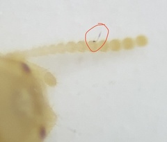 Reticulitermes flavipes