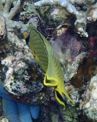 Chaetodon rafflesii
