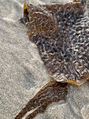 Eisenia arborea