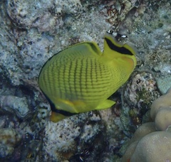 Chaetodon rafflesii