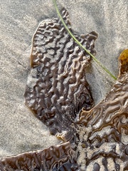 Eisenia arborea