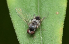 Lindneromyia