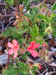 Pelargonium × hybridum