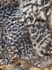 Eisenia arborea