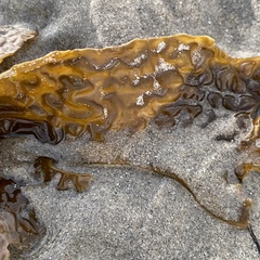 Eisenia arborea