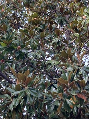Magnolia grandiflora