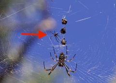 Trichonephila plumipes