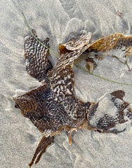 Eisenia arborea