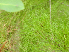 Caustis blakei