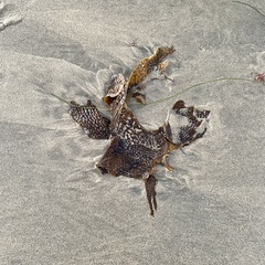Eisenia arborea