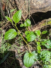 Hackelia latifolia