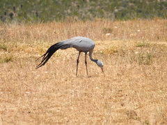 Anthropoides paradiseus