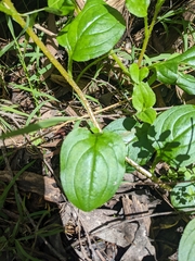 Hackelia latifolia