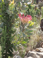 Protea eximia