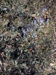Quercus ilex