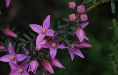 Boronia amabilis