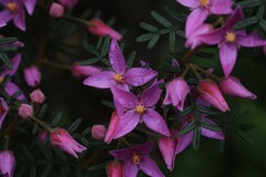 Boronia amabilis