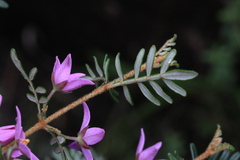 Boronia amabilis