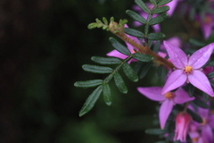 Boronia amabilis
