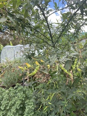 Cajanus