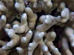 Porites cylindrica