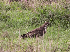 Buteo augur
