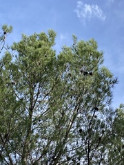 Pinus halepensis
