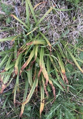 Uromyces thelymitrae