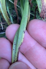 Uromyces thelymitrae