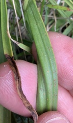 Uromyces thelymitrae