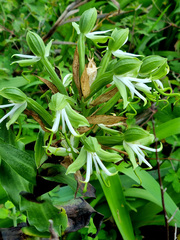 Bonatea speciosa