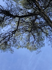 Pinus halepensis
