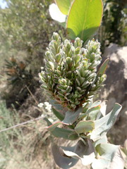 Protea witches broom phytoplasma