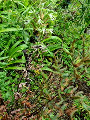 Bonatea speciosa