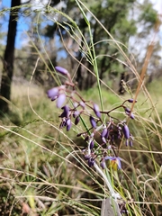 Dianella caerulea