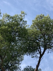 Pinus halepensis