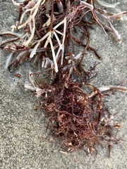 Rhodophyta