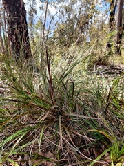 Dianella caerulea