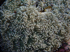 Euphyllia glabrescens