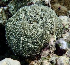 Euphyllia glabrescens