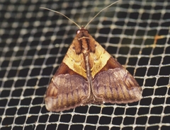 Melipotis fasciolaris