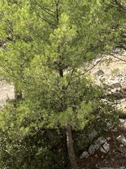 Pinus halepensis