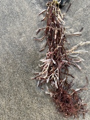 Rhodophyta