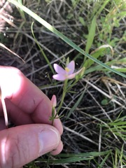 Centaurium tenuiflorum